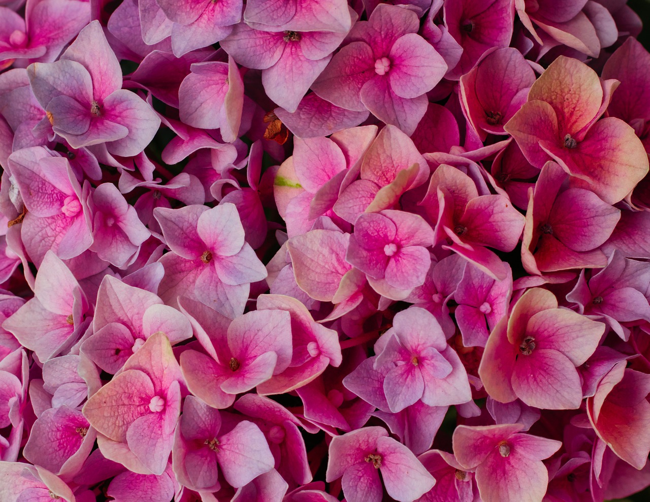 hydrangeas  flowers  bright free photo