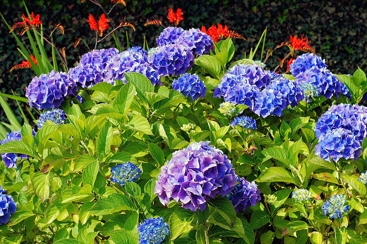 hydrangeas flowers blue free photo