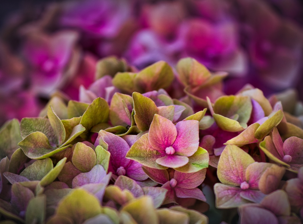 hydrangeas  blossom  bloom free photo