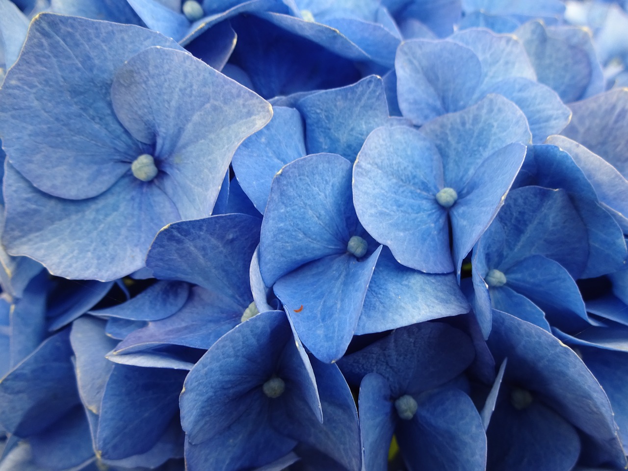 hydrangeas  blue  flower free photo