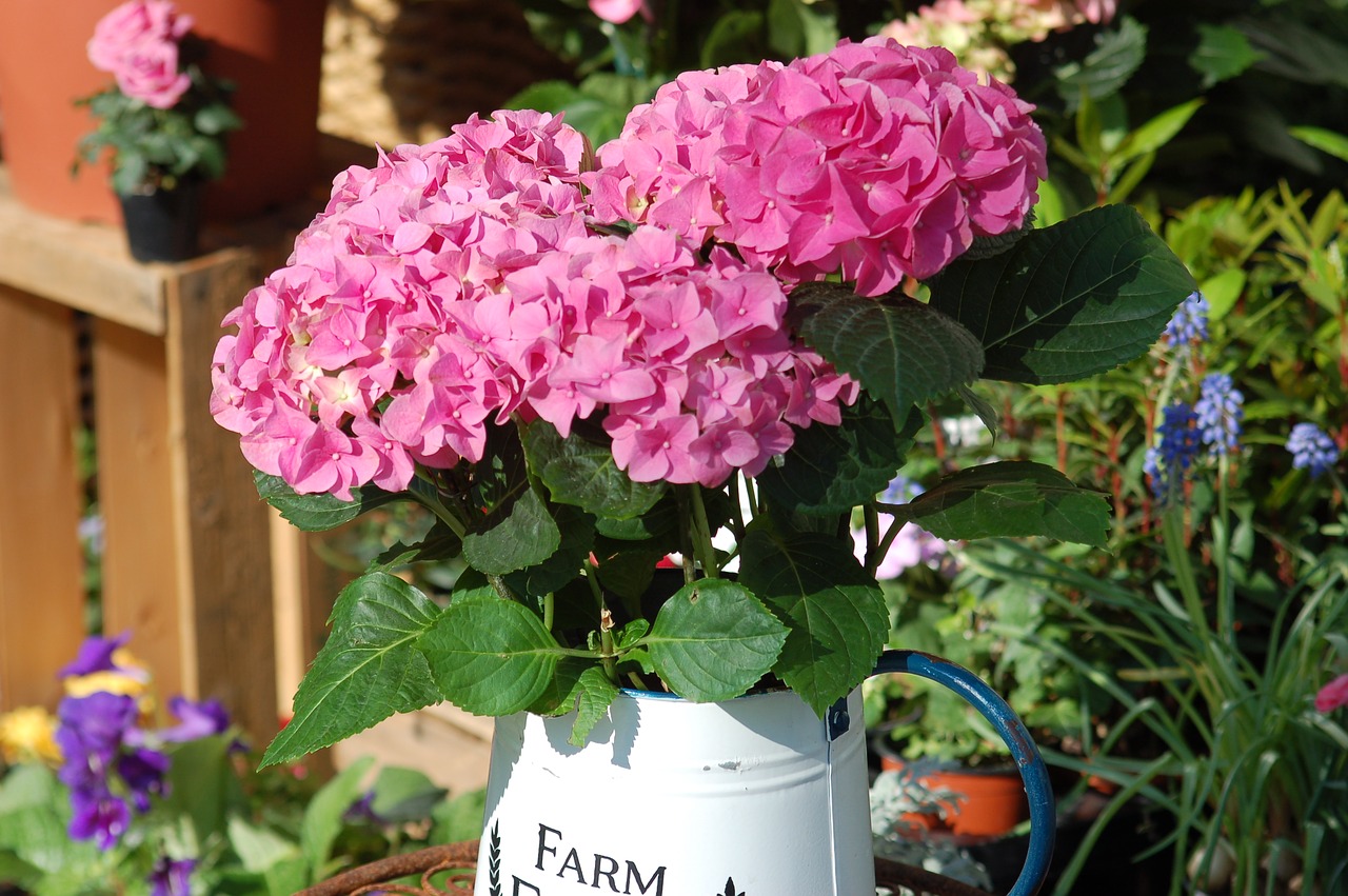 hydrangeas  composition  floral free photo