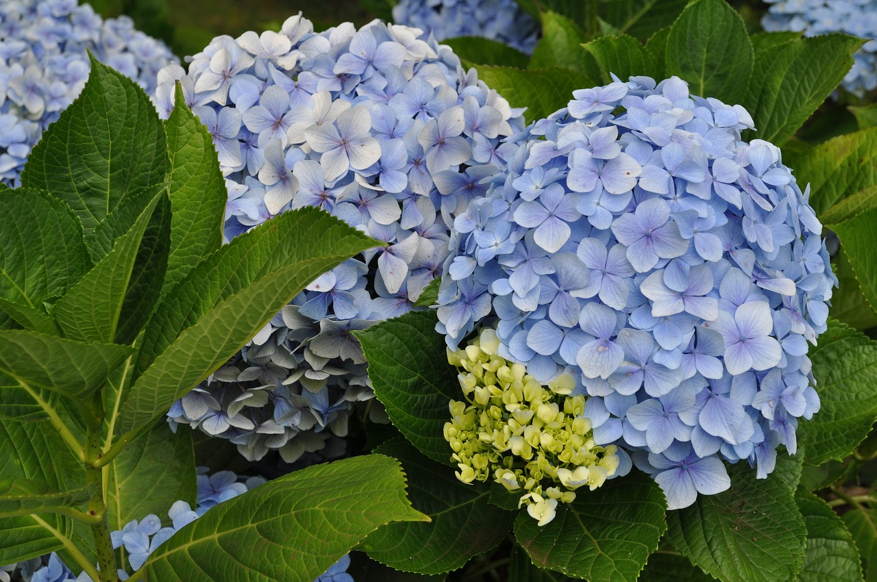 hydrangeas  nature  floral free photo