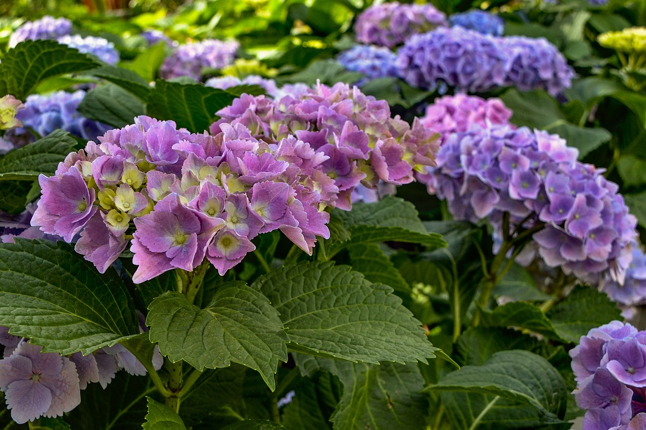 hydrangeas  garden  nature free photo