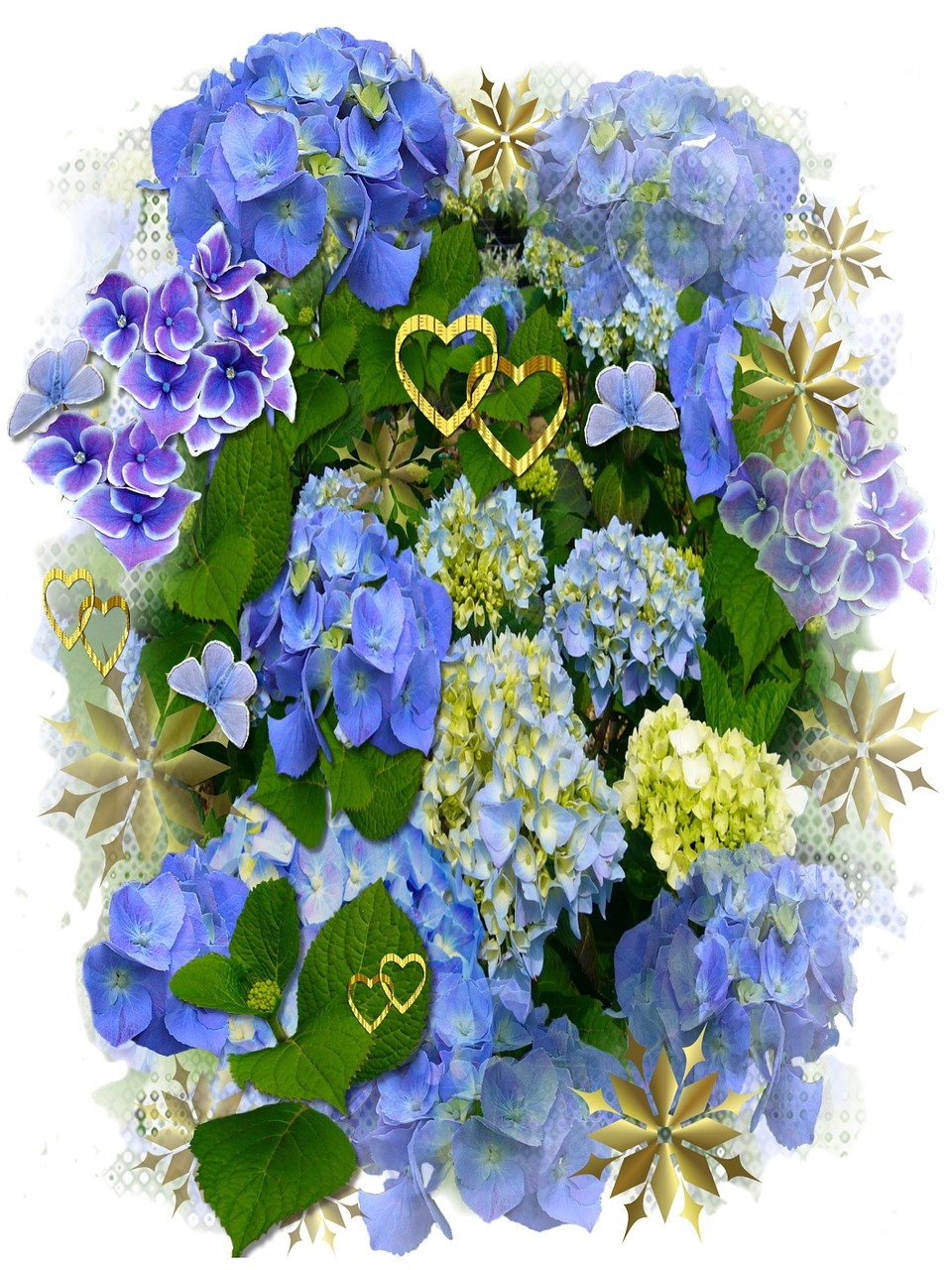 hydrangeas blue flowers hearts free photo