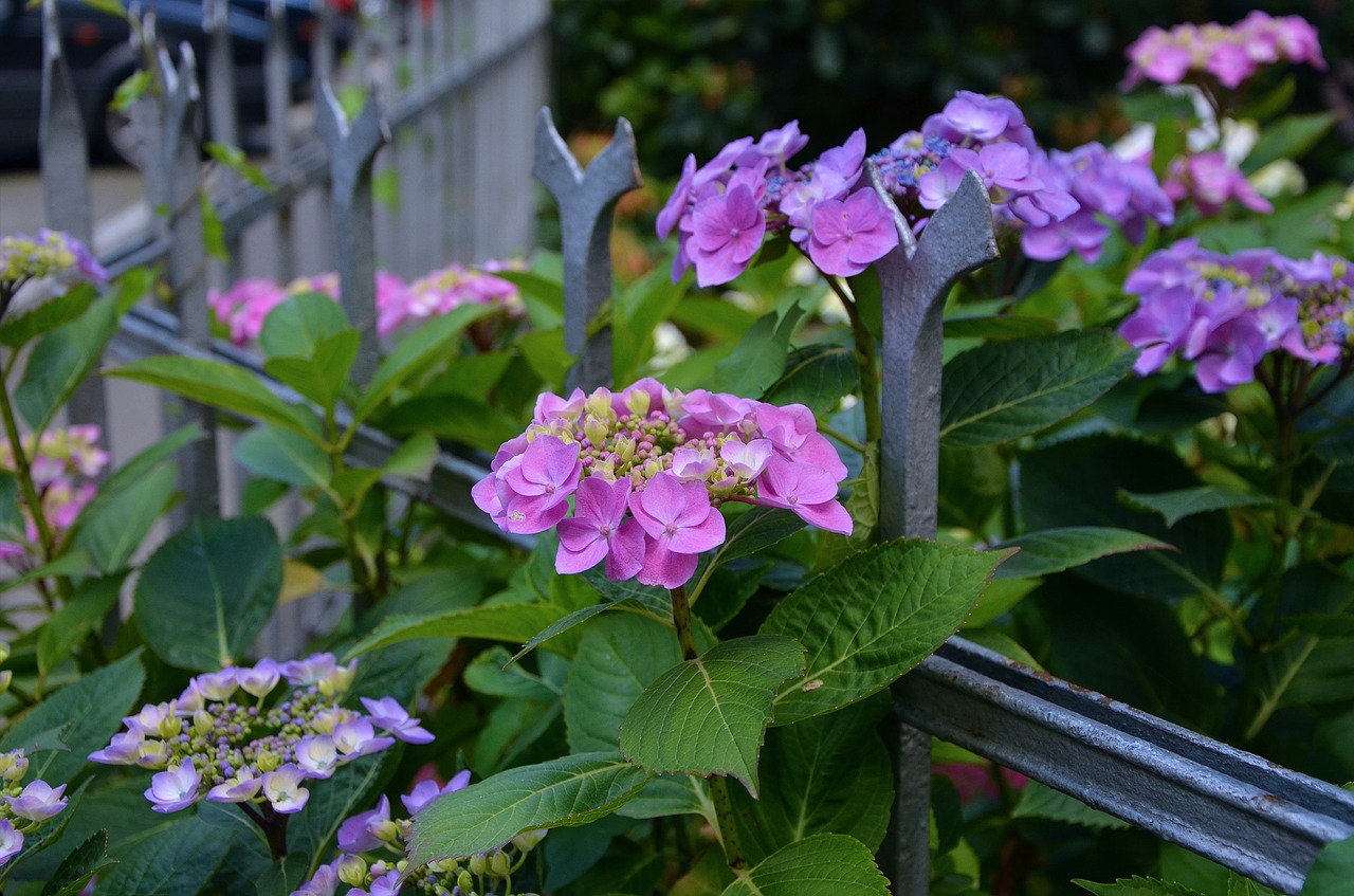 hydrangeas fence flowers free photo