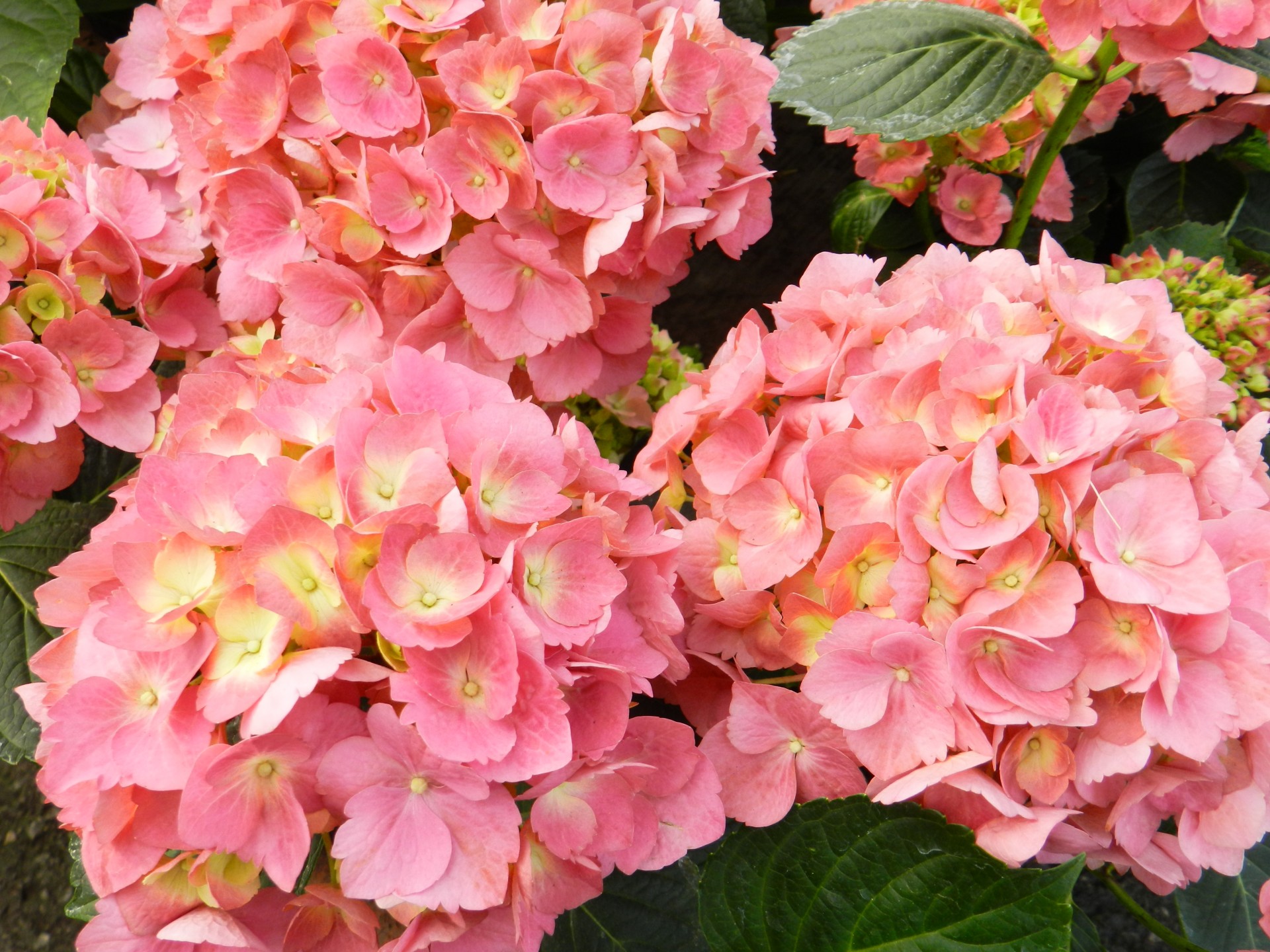 flowers hydrangeas pink free photo