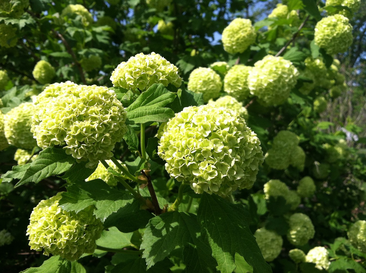 hydranger flower bloom free photo