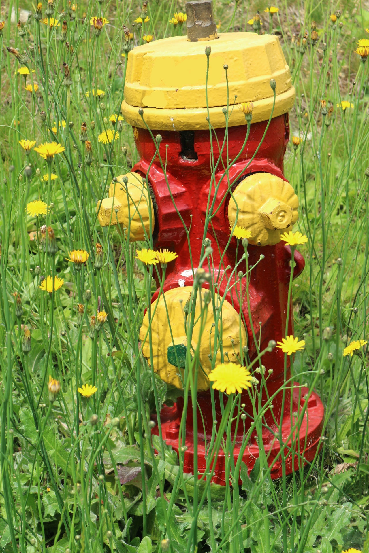 hydrant small yellow free photo