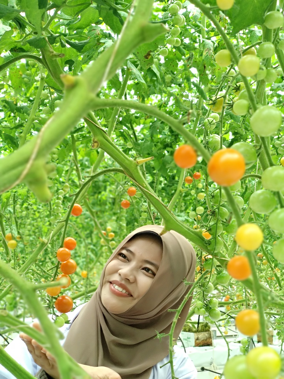 hydroponic  cherry tomatoes  greenhouse free photo