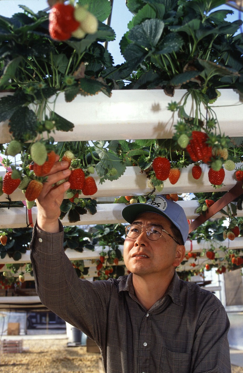 hydroponic strawberries growing free photo