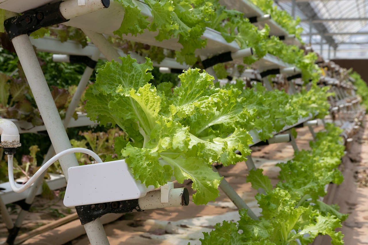hydroponics  greenhouse  lettuce free photo