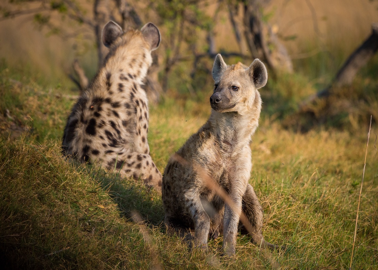hyena africa botswana free photo