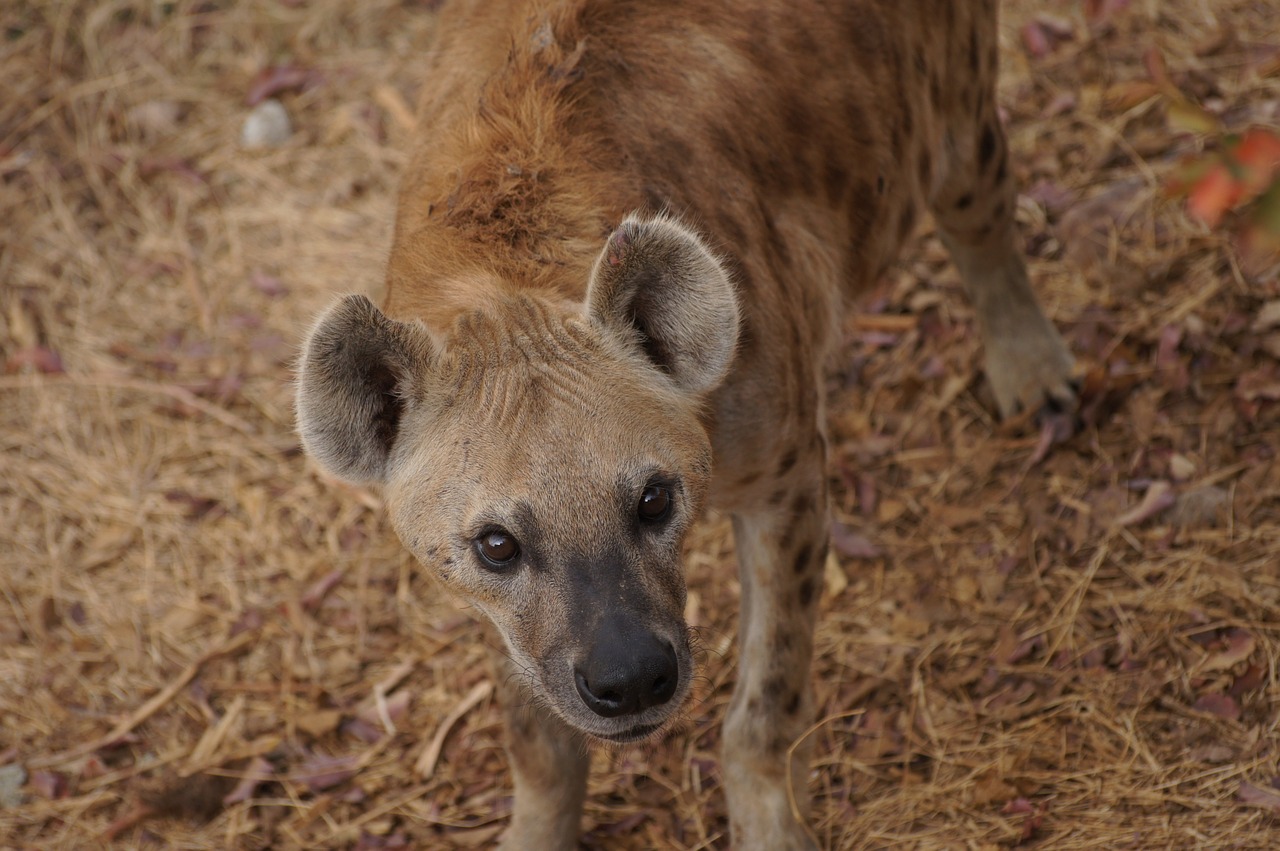 hyena look canine free photo