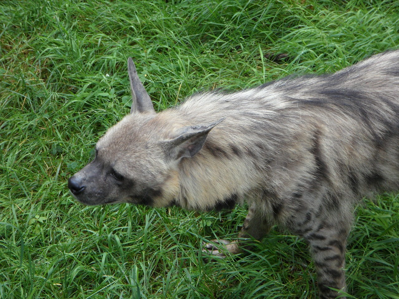 hyena zoo animal free photo