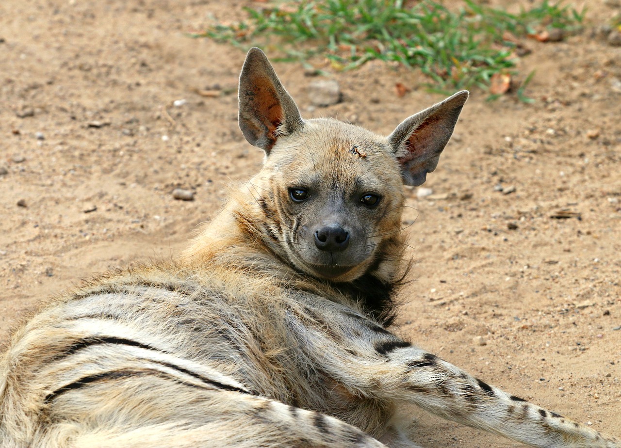 hyena predator animal free photo