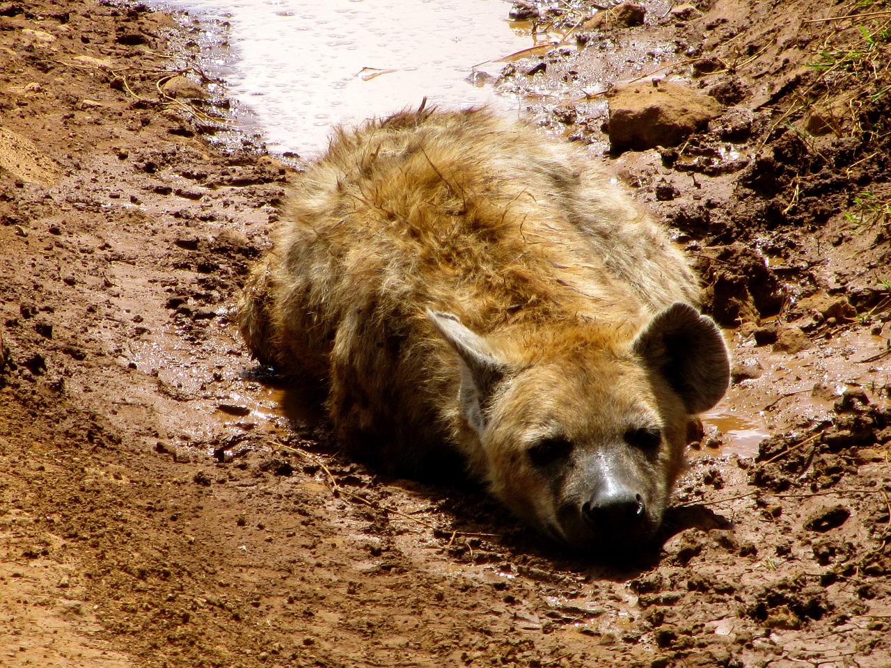 hyena animal safari free photo