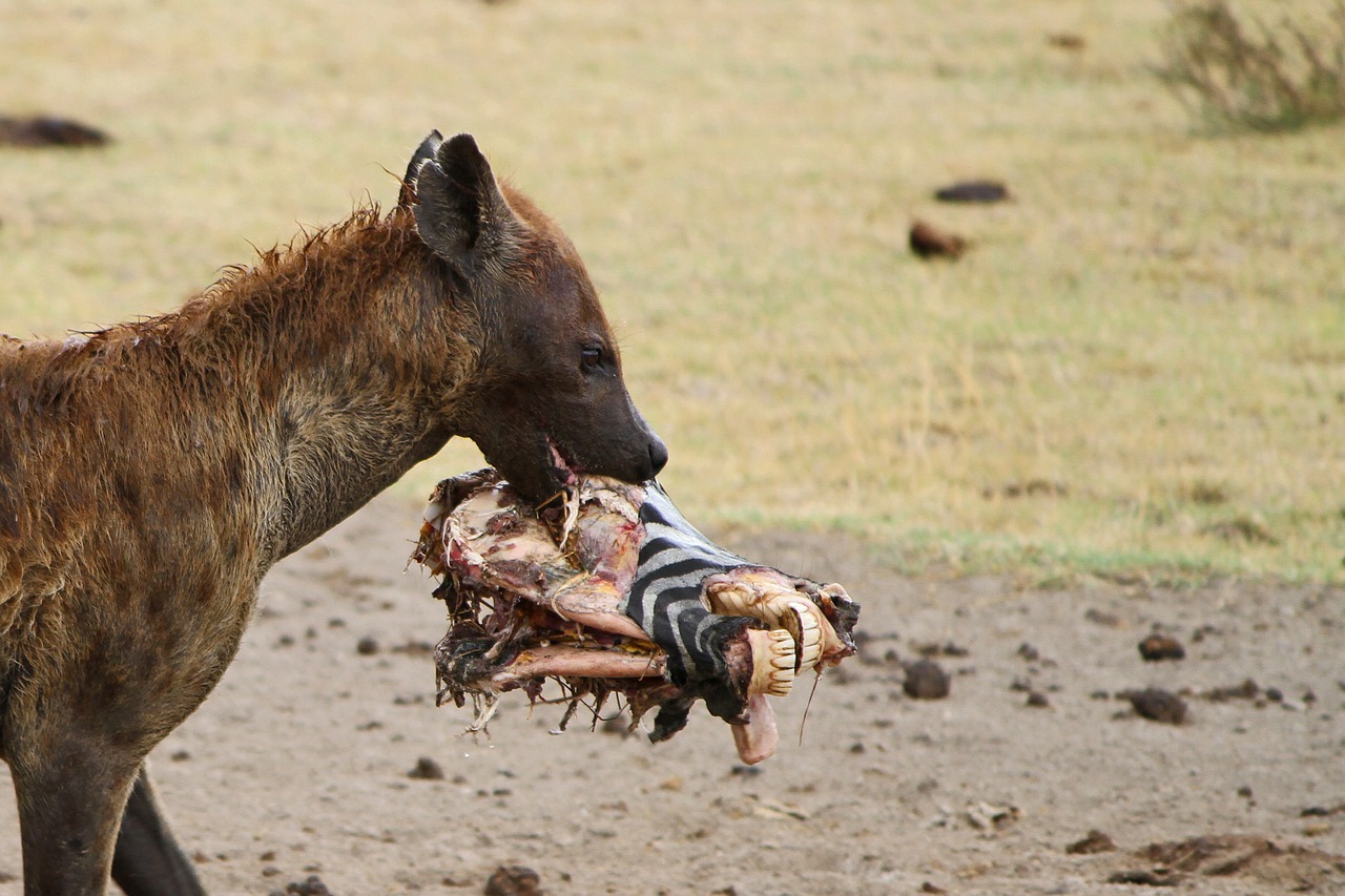 hyena tanzania wild free photo