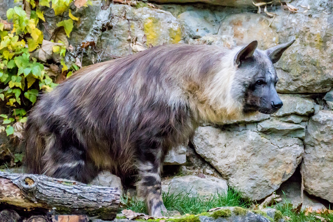 hyena brown hyena africa free photo