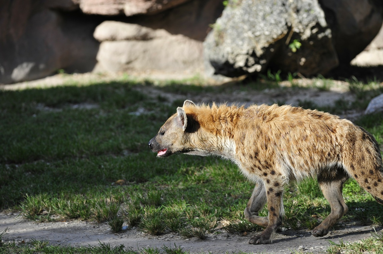 hyena animal tanzania free photo