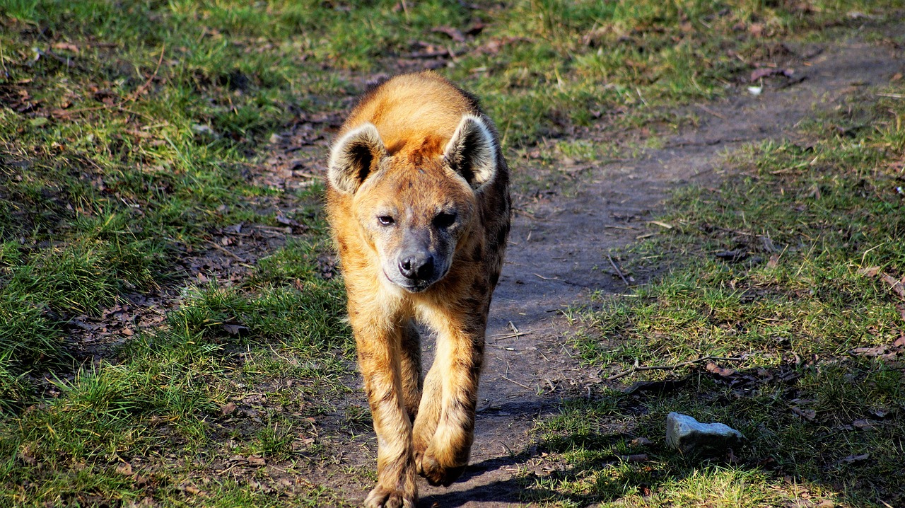 hyena young walk free photo