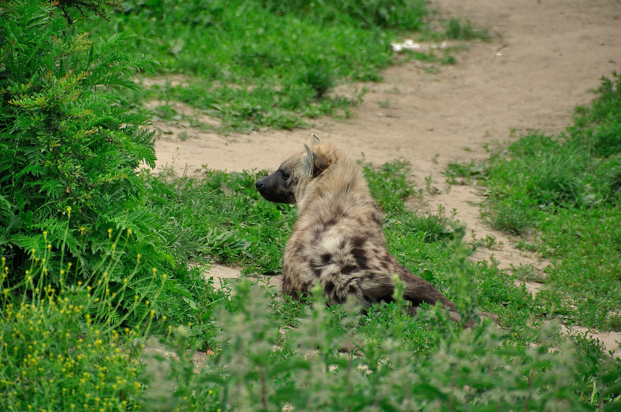 hyena animal wild free photo