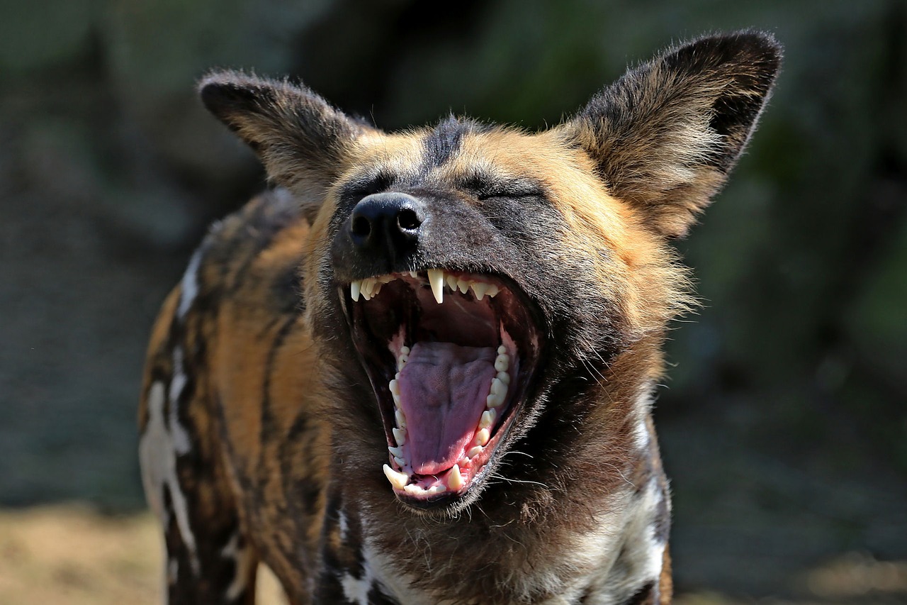 hyena laughs funny free photo