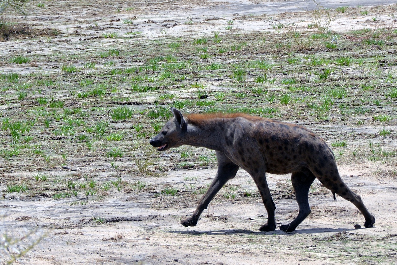hyena savannah tanzania free photo