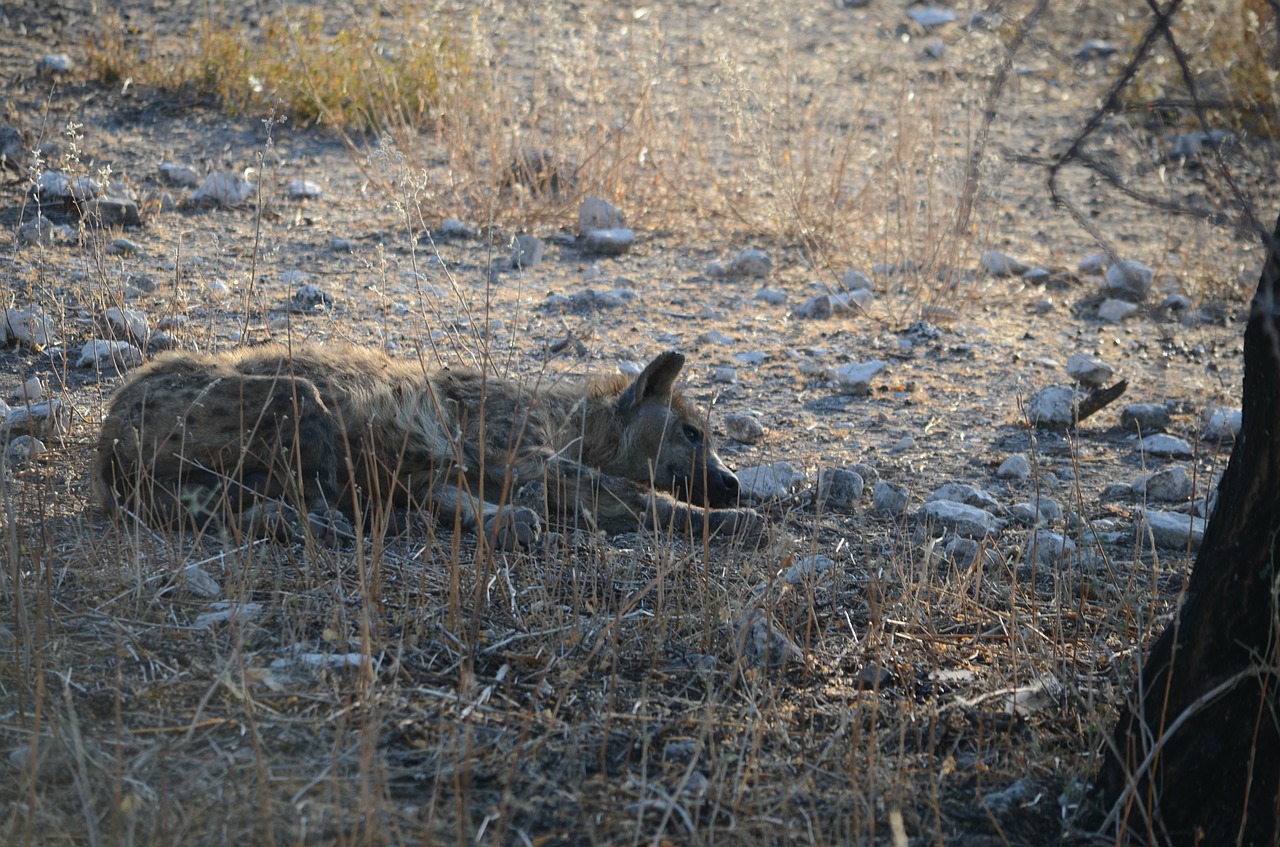 hyena animal wild free photo