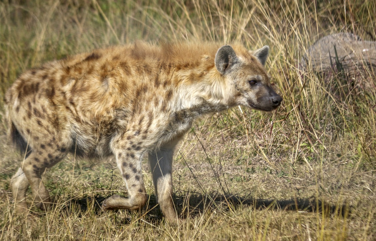 hyena spotted hunter free photo