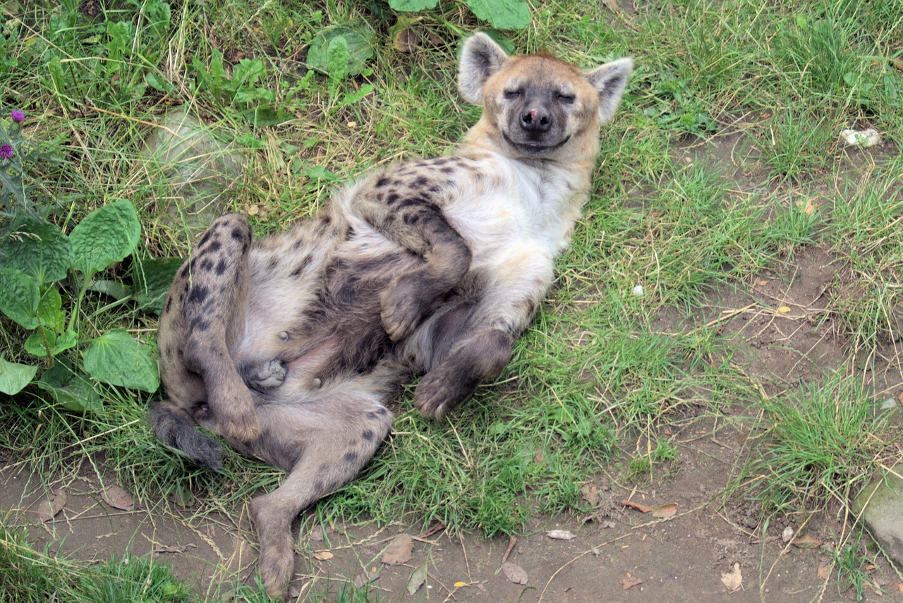 hyena watch animals funny free photo