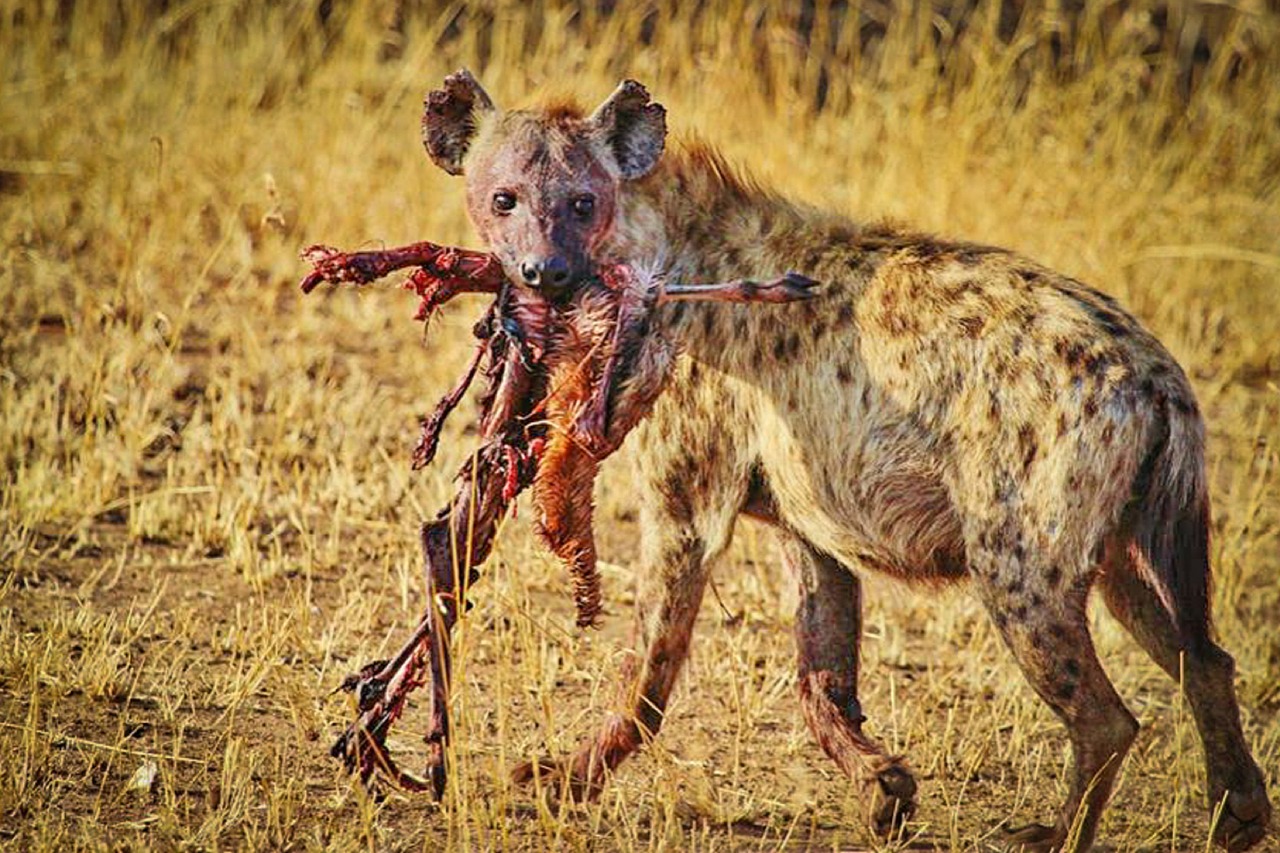 hyena tanzania africa free photo