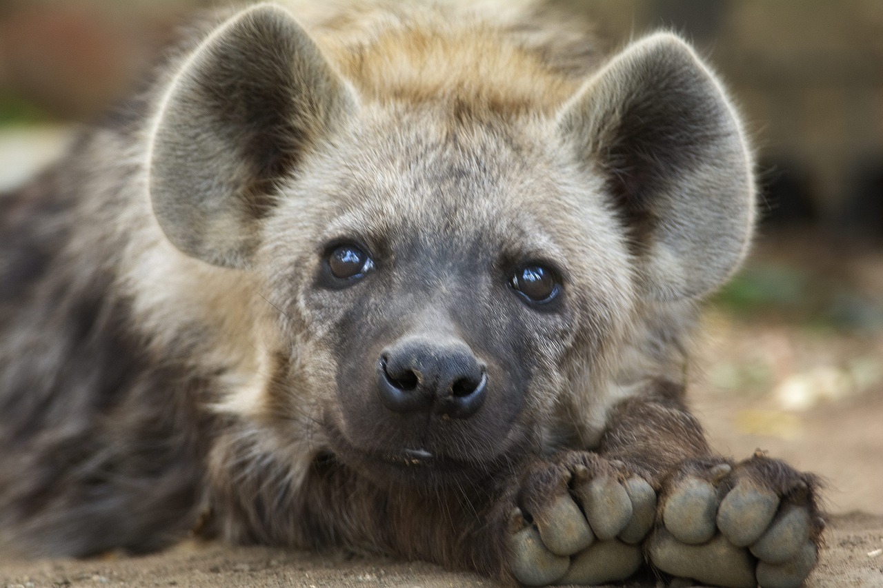 hyena cub close free photo