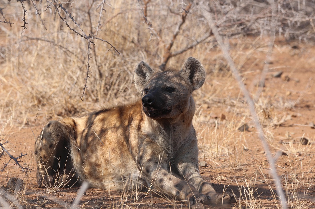 hyena scavenger wild free photo