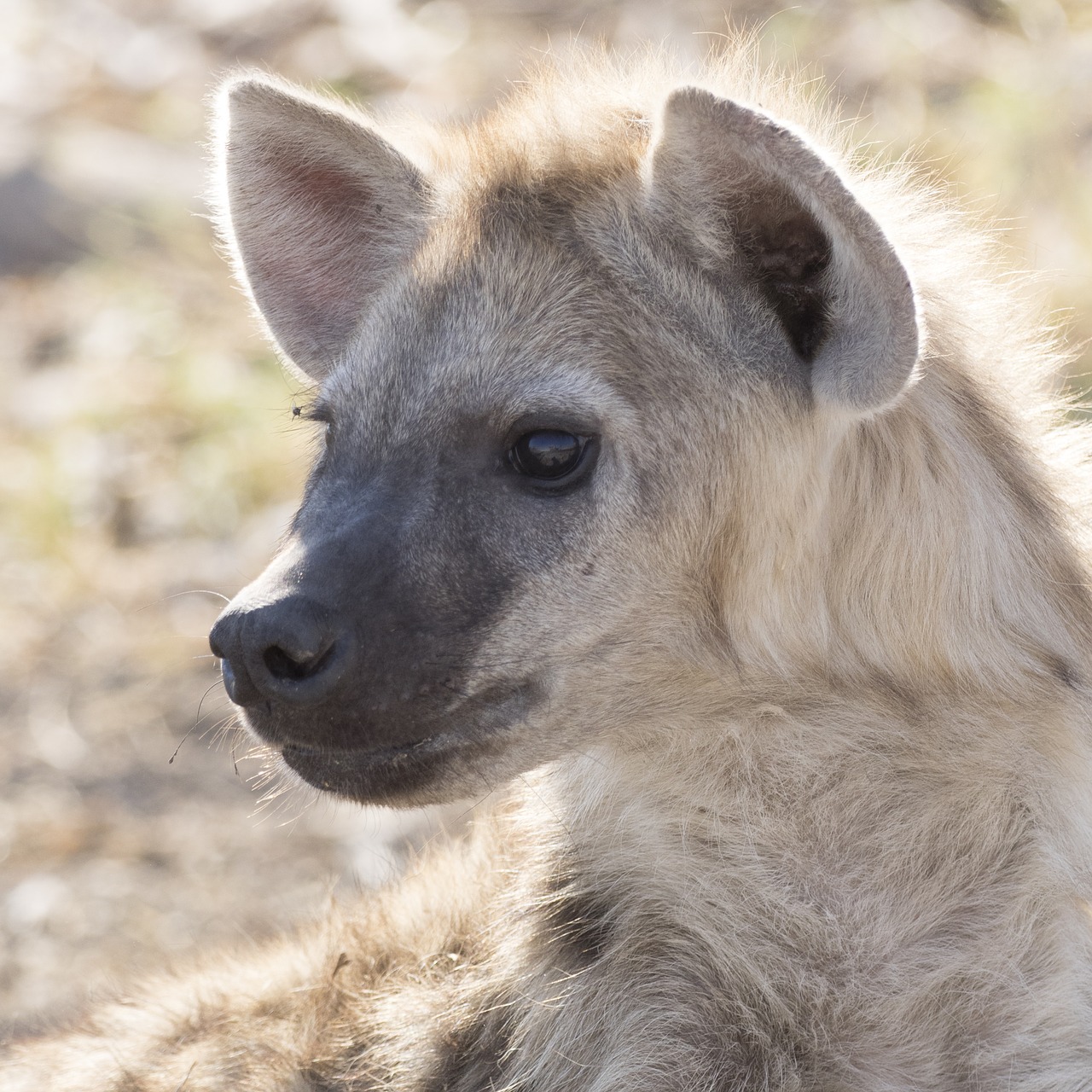 hyena hyenas baby safari free photo