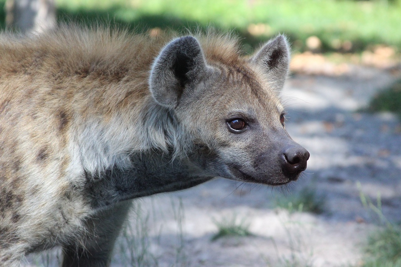 hyena mammal fauna free photo