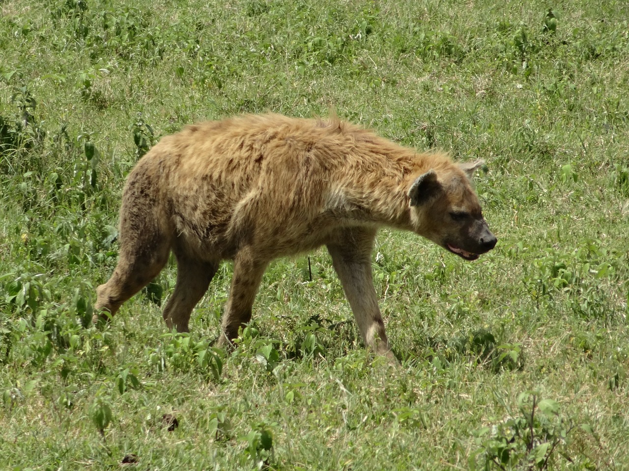 hyena hunting savannah free photo