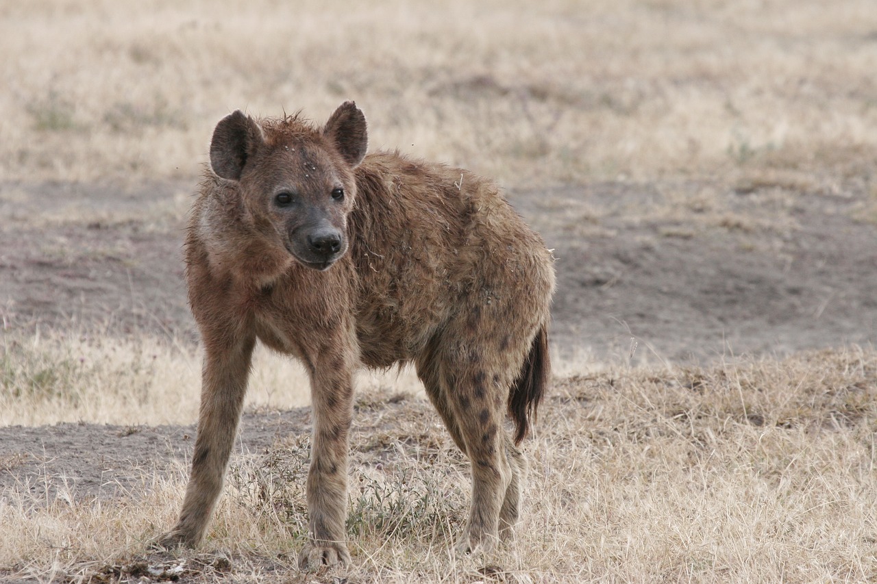 hyena  africa  wildlife free photo