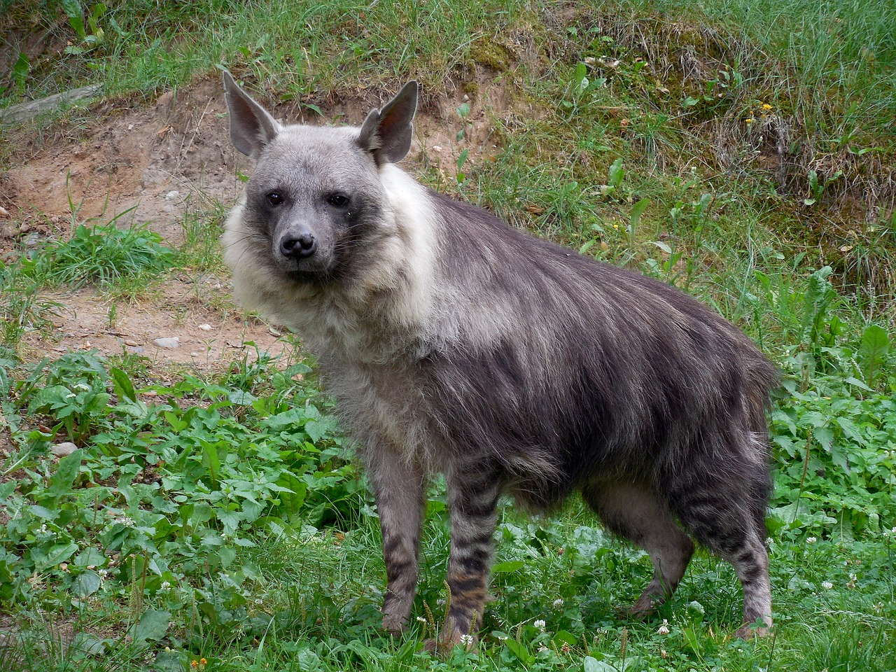 hyena  zoo  animal free photo