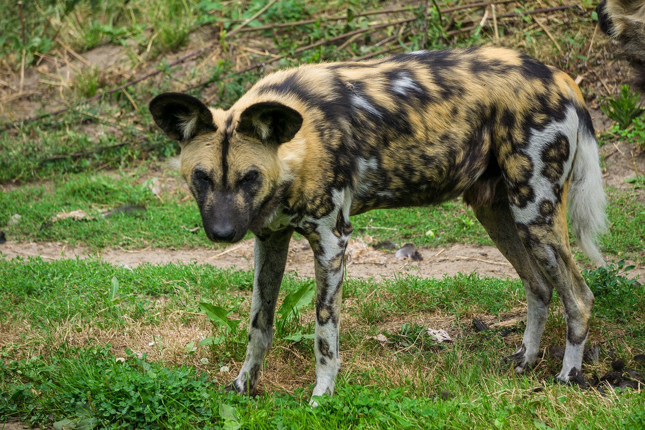 hyena  hyena dog  mammal free photo