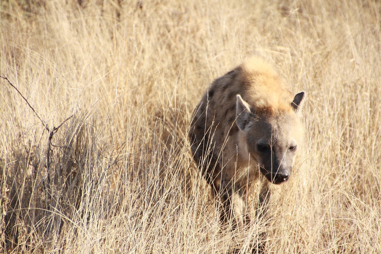 hyena  safari  africa free photo