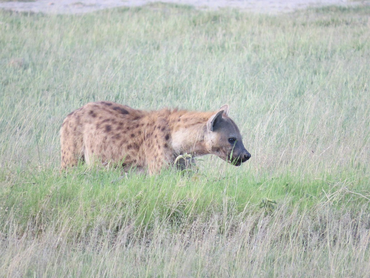 hyena africa wildlife free photo