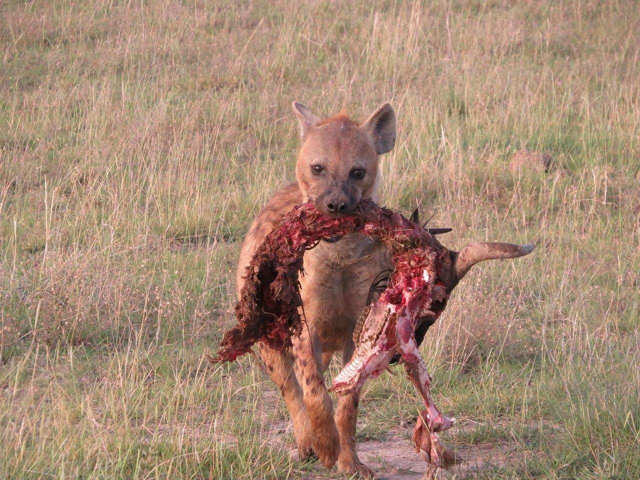 hyena scavenger predator free photo