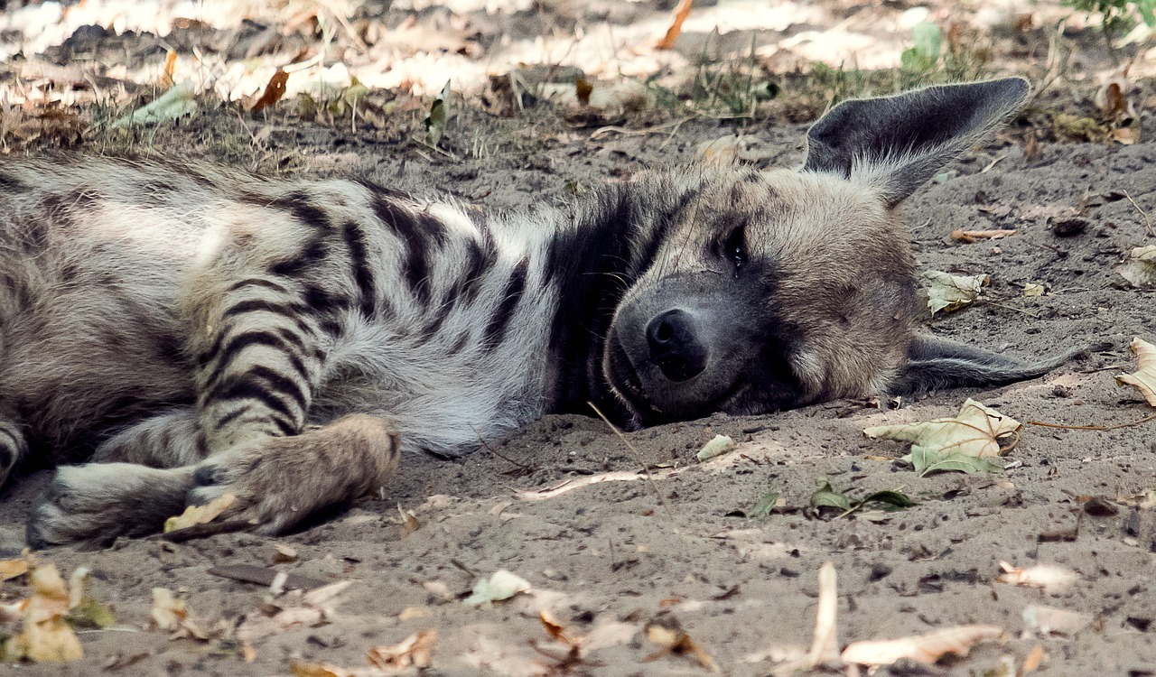 hyena  mammal  animal free photo