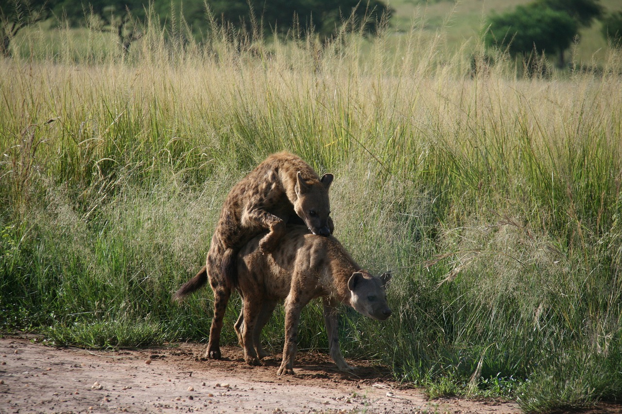 Download free photo of Hyena, africa, pairing, safari, predator - from  