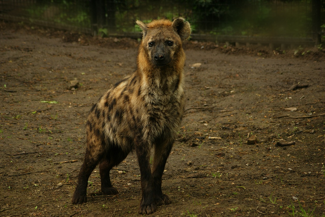 hyena  predator  animal free photo