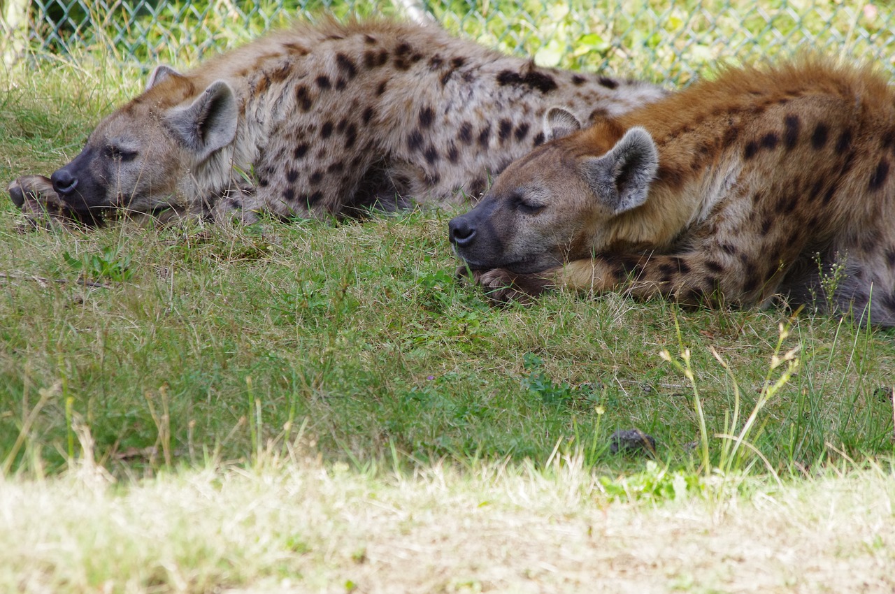 hyena  hyenas  grass free photo