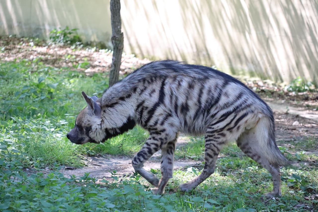 hyena  animal world  animal free photo