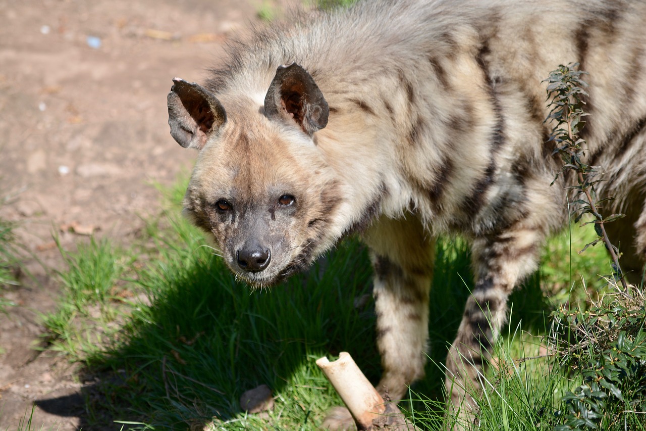 hyena  predator  zoo free photo