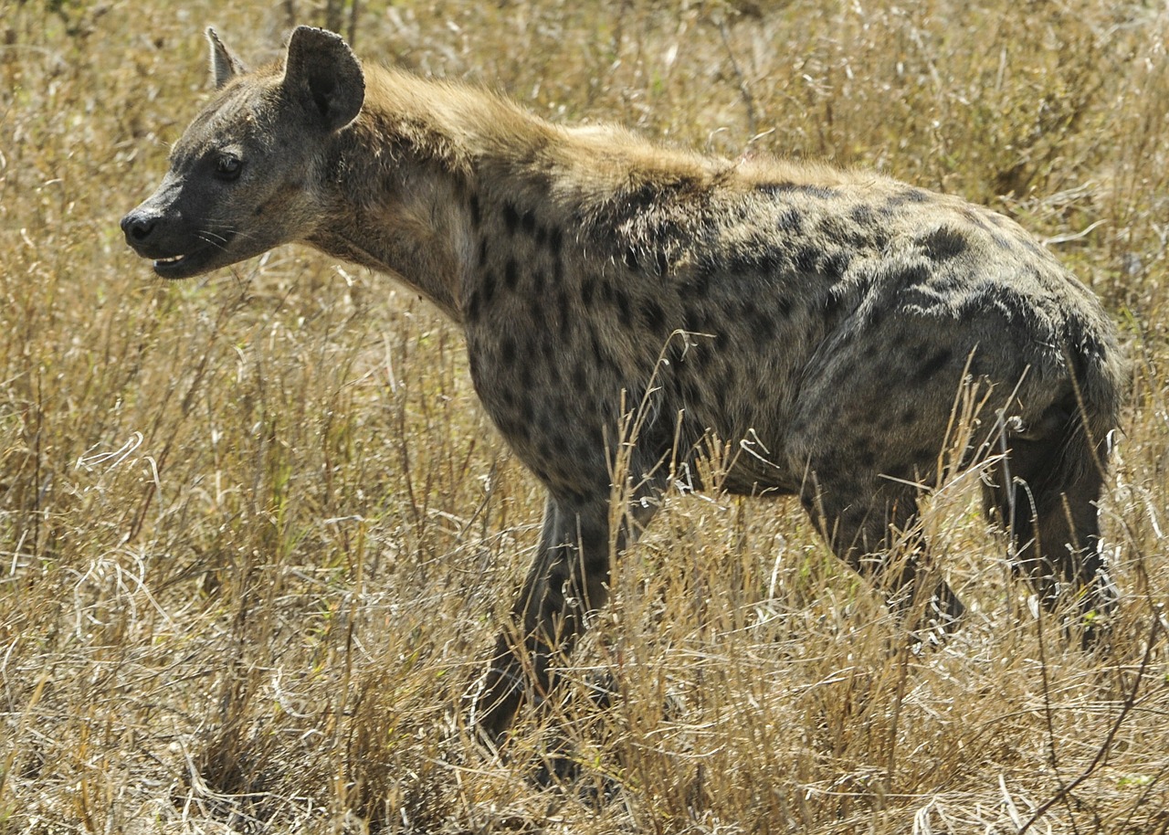 hyena walking savannah free photo