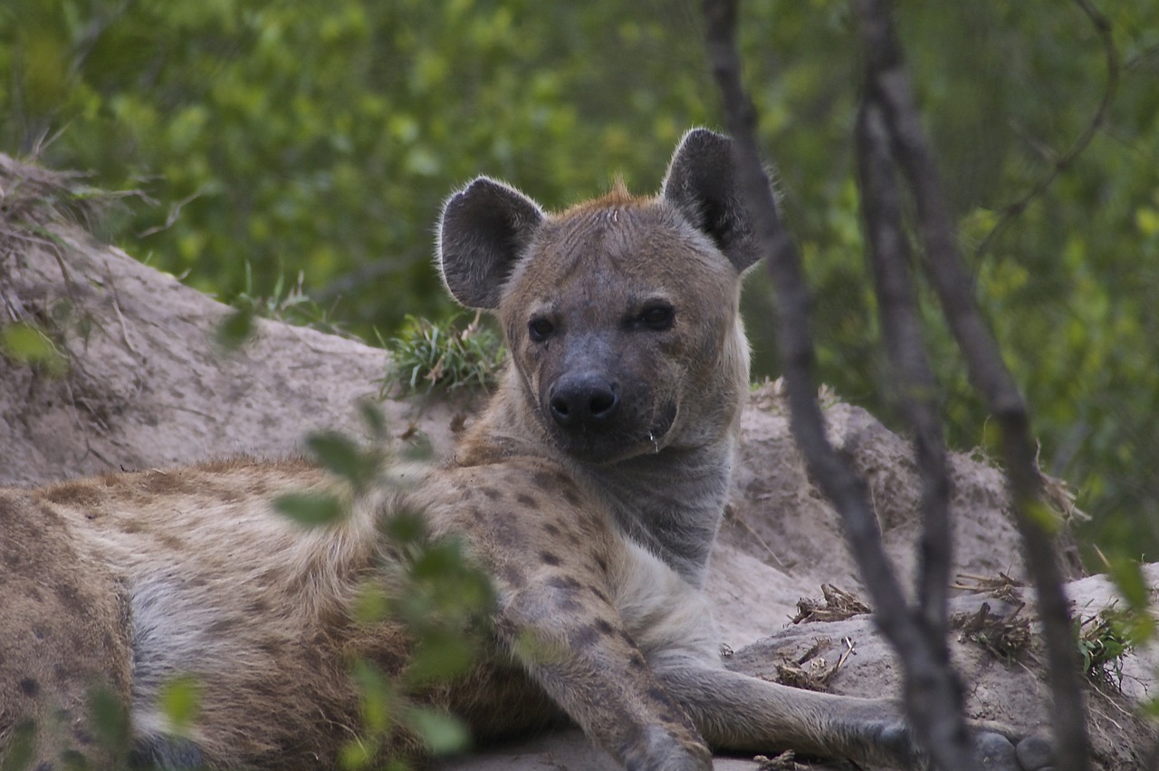 hyena scavenger wildlife free photo